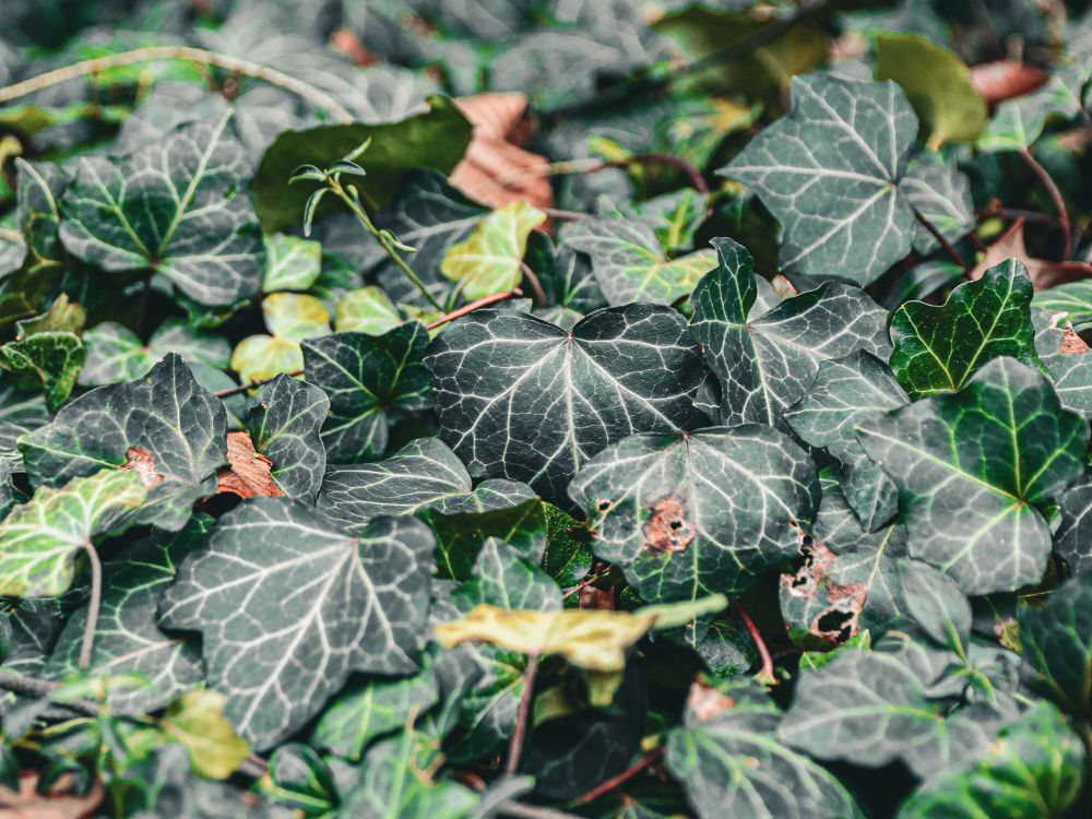 Green poison ivy leaves